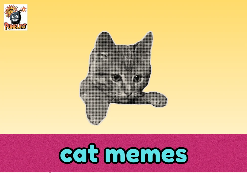 cat memes