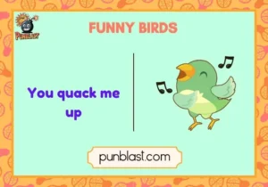 funny birds