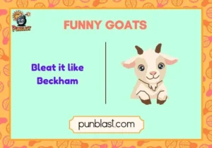funny goats